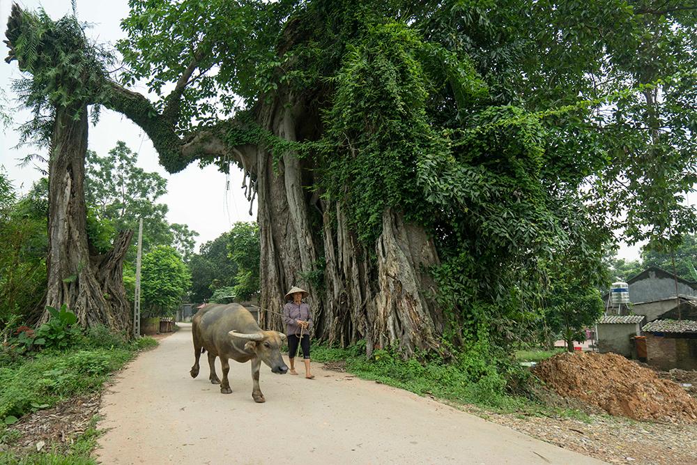 cây đa chữa bệnh y duoc thai nguyen