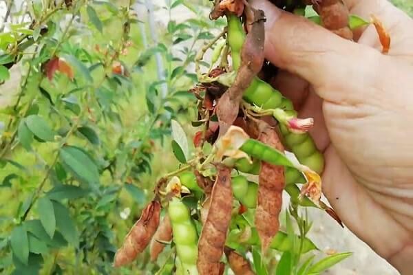 cây đậu chiều chữa hạ sốt y duoc thai nguyen