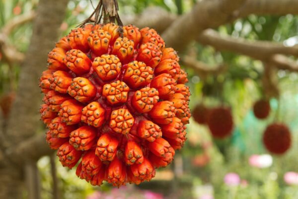 cây dứa dại chữa thông tiểu y duoc thai nguyen