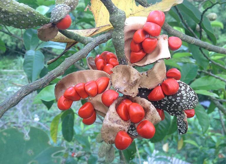 giổi chữa đau nhức tê thấp y duoc thai nguyen