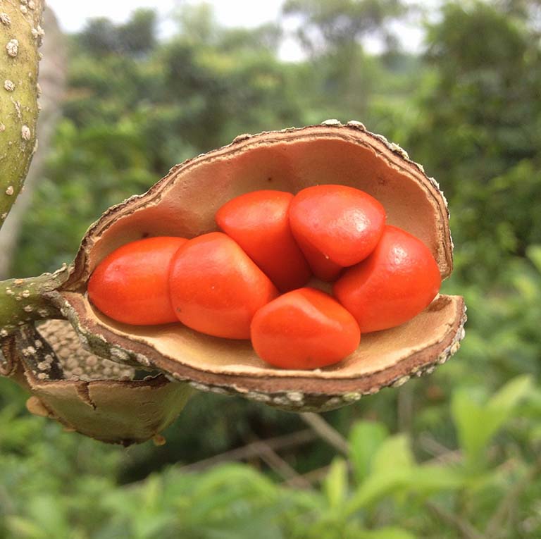giổi chữa đau nhức tê thấp y duoc thai nguyen