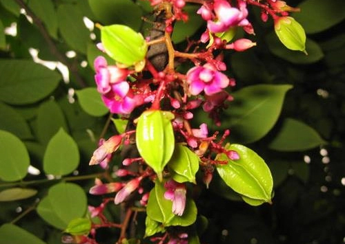 cây khế rừng chữa bệnh y duoc thai nguyen