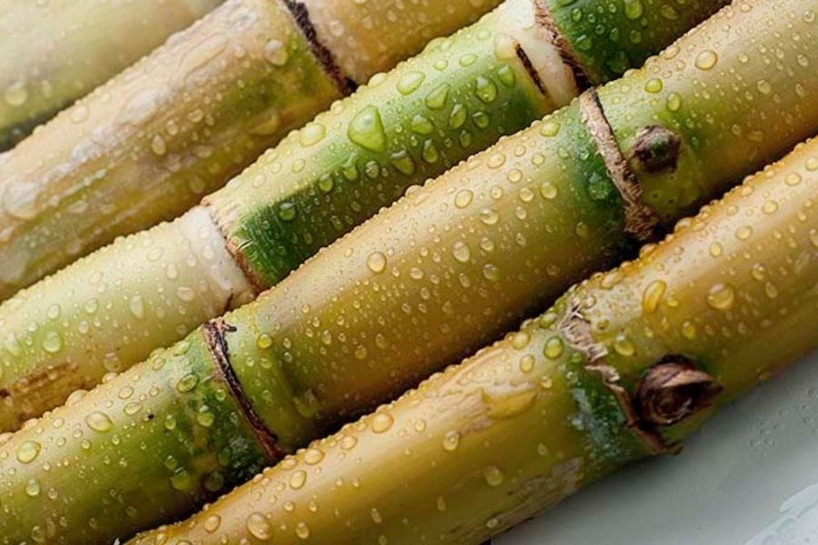cây mía chữa bệnh nôn y duoc thai nguyen