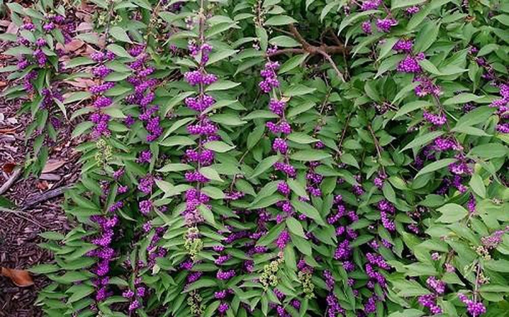 cây nàng nàng trị bệnh vàng da kém ăn ở phụ nữ sau sinh y duoc thai nguyen