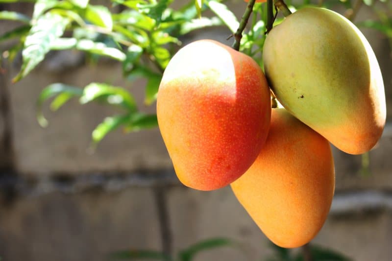 cây xoài chữa bệnh y duoc thai nguyen
