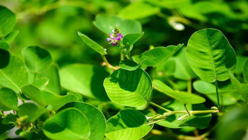 kim tiền thảo chữa sỏi thận y duoc thai nguyen