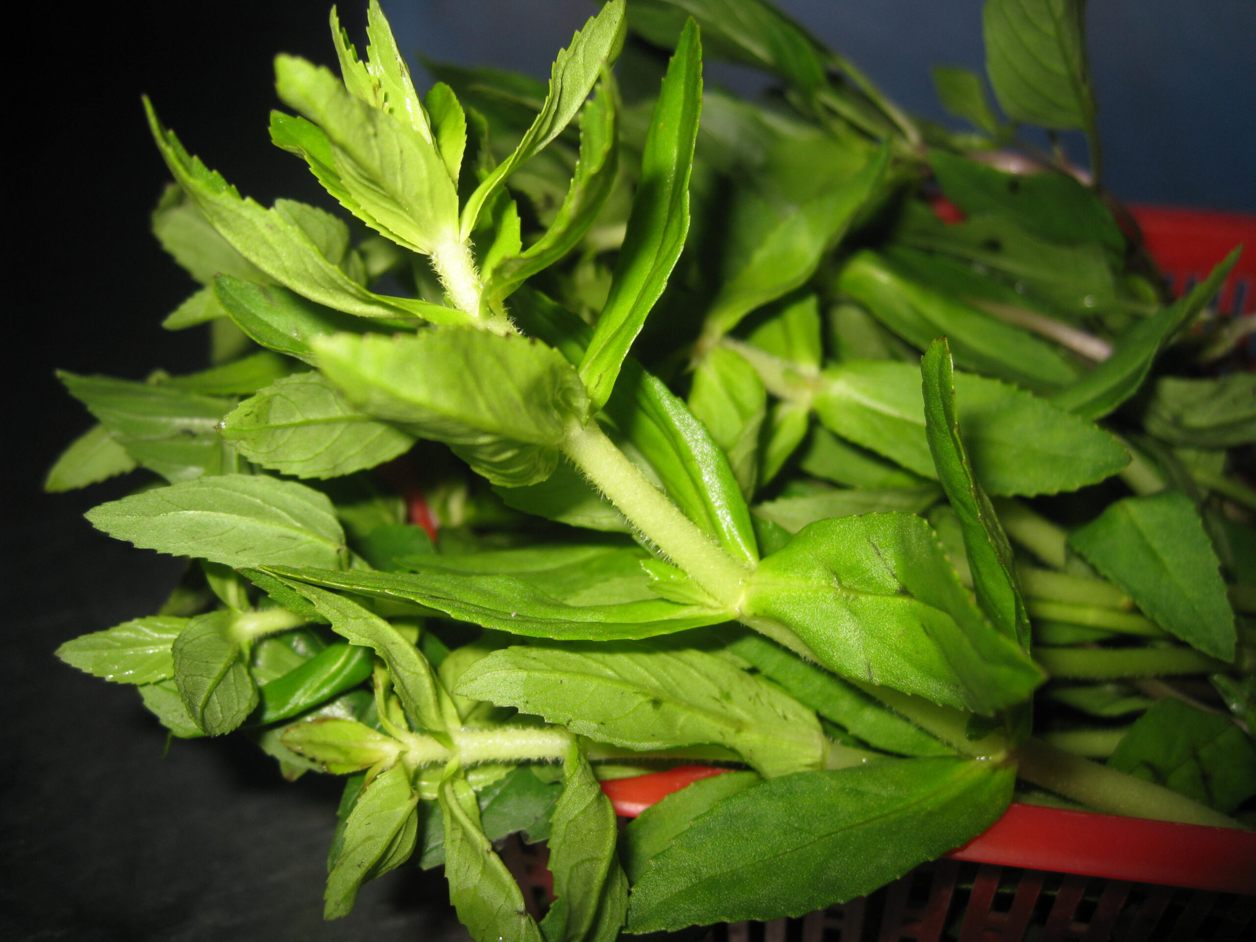 rau ngổ chữa bệnh sỏi thận y duoc thai nguyen