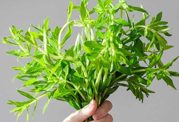 rau ngổ chữa bệnh sỏi thận y duoc thai nguyen