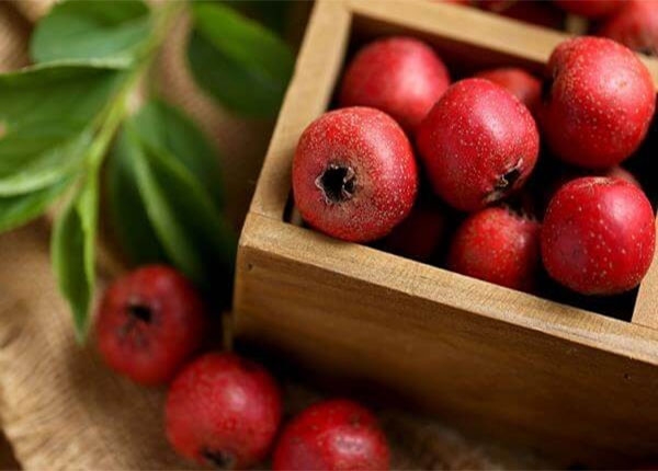 sơn tra chữa bệnh tiêu hóa y duoc thai nguyen