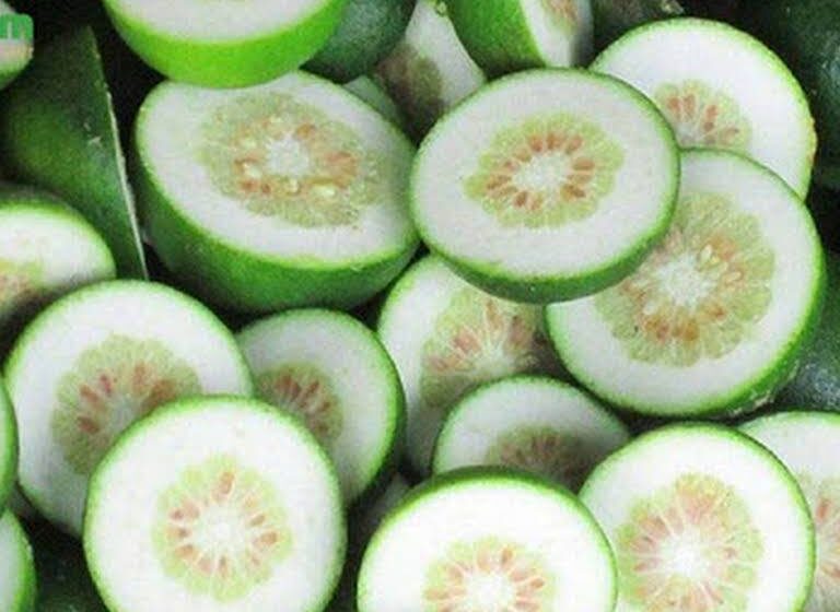 chỉ thực chỉ xác chữa bệnh y duoc thai nguyen