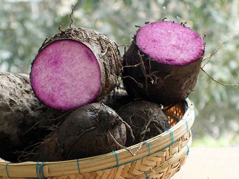 rau bổ phổi y duoc thai nguyen