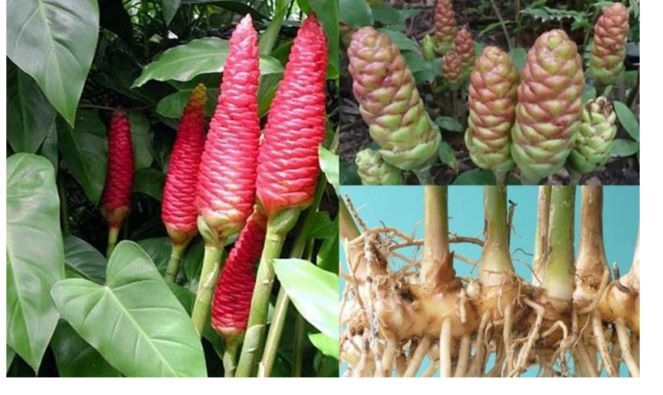 gừng gió chữa bệnh y duoc thai nguyen