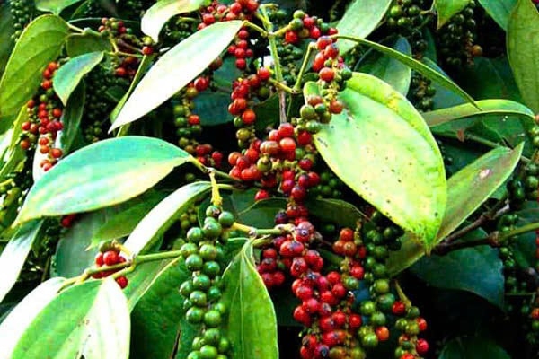 hạt tiêu chữa bệnh y duoc thai nguyen