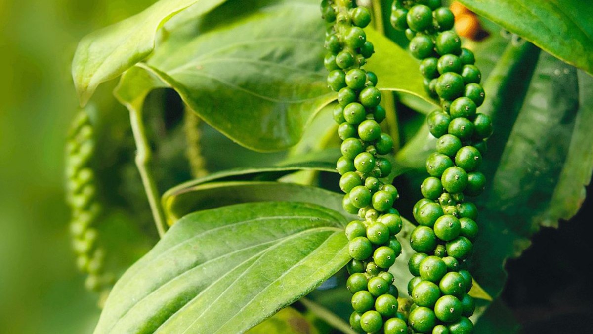 hạt tiêu chữa bệnh y duoc thai nguyen