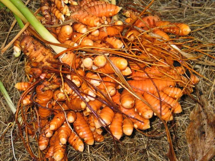nghệ giảm cân hỗ trợ người bệnh tiểu đường type 2 y duoc thai nguyen