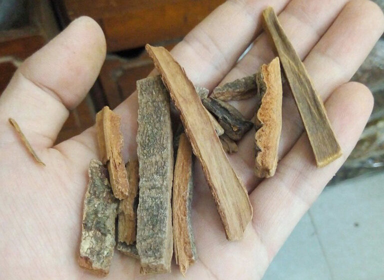 cây hậu phác chữa bệnh đau bụng y duoc thai nguyen