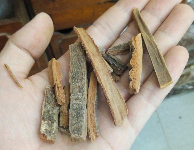 cây hậu phác chữa bệnh đau bụng y duoc thai nguyen