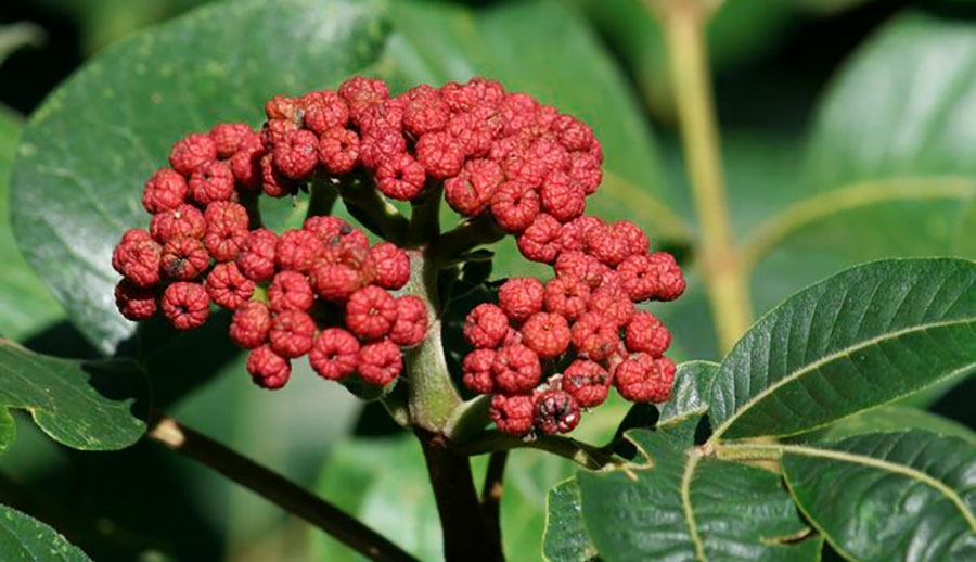 ngô thù du hỗ trợ tiêu hóa y duoc thai nguyen