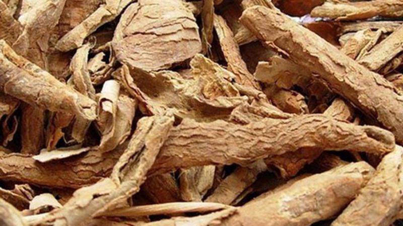 ngũ gia bì chưa đau xương đau lưng y duoc thai nguyen