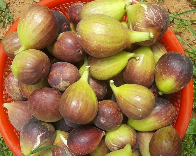thực phẩm giúp xương chắc khỏe y duoc thai nguyen