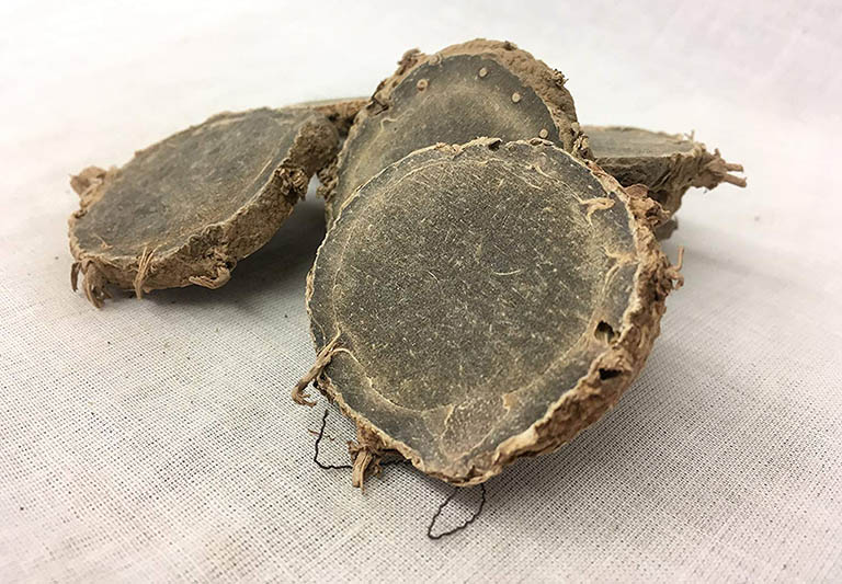 vị thuốc nga truật y duoc thai nguyen