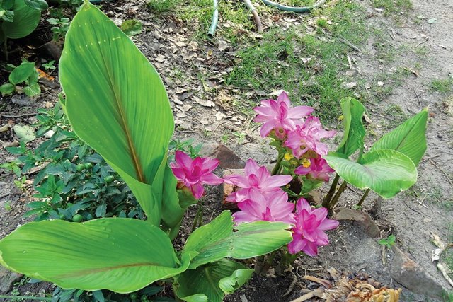 vị thuốc nga truật y duoc thai nguyen