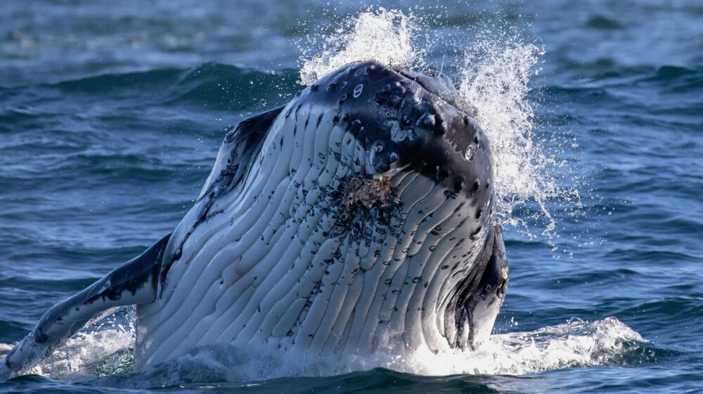 bí ẩn cá voi lưng gù và chữa khỏi ung thư y duoc thai nguyen