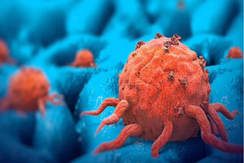 bí ẩn cá voi lưng gù và chữa khỏi ung thư y duoc thai nguyen