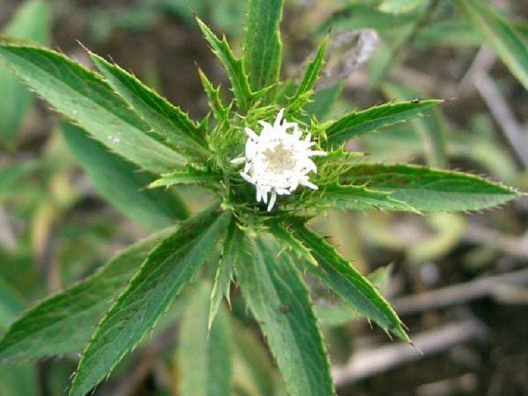 cây thương truật làm thuốc y duoc thai nguyen