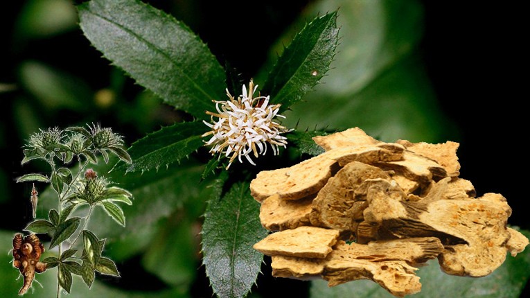 cây thương truật làm thuốc y duoc thai nguyen