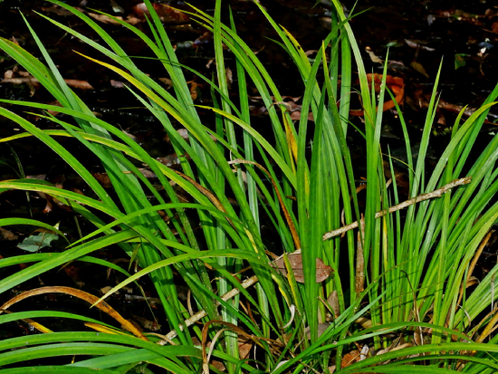 cây xương bồ chữa bệnh y duoc thai nguyen