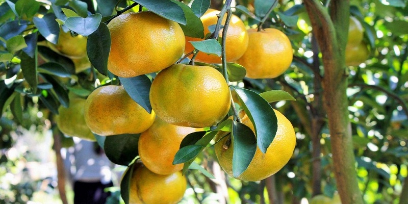 quả quýt làm thuốc y duoc thai nguyen