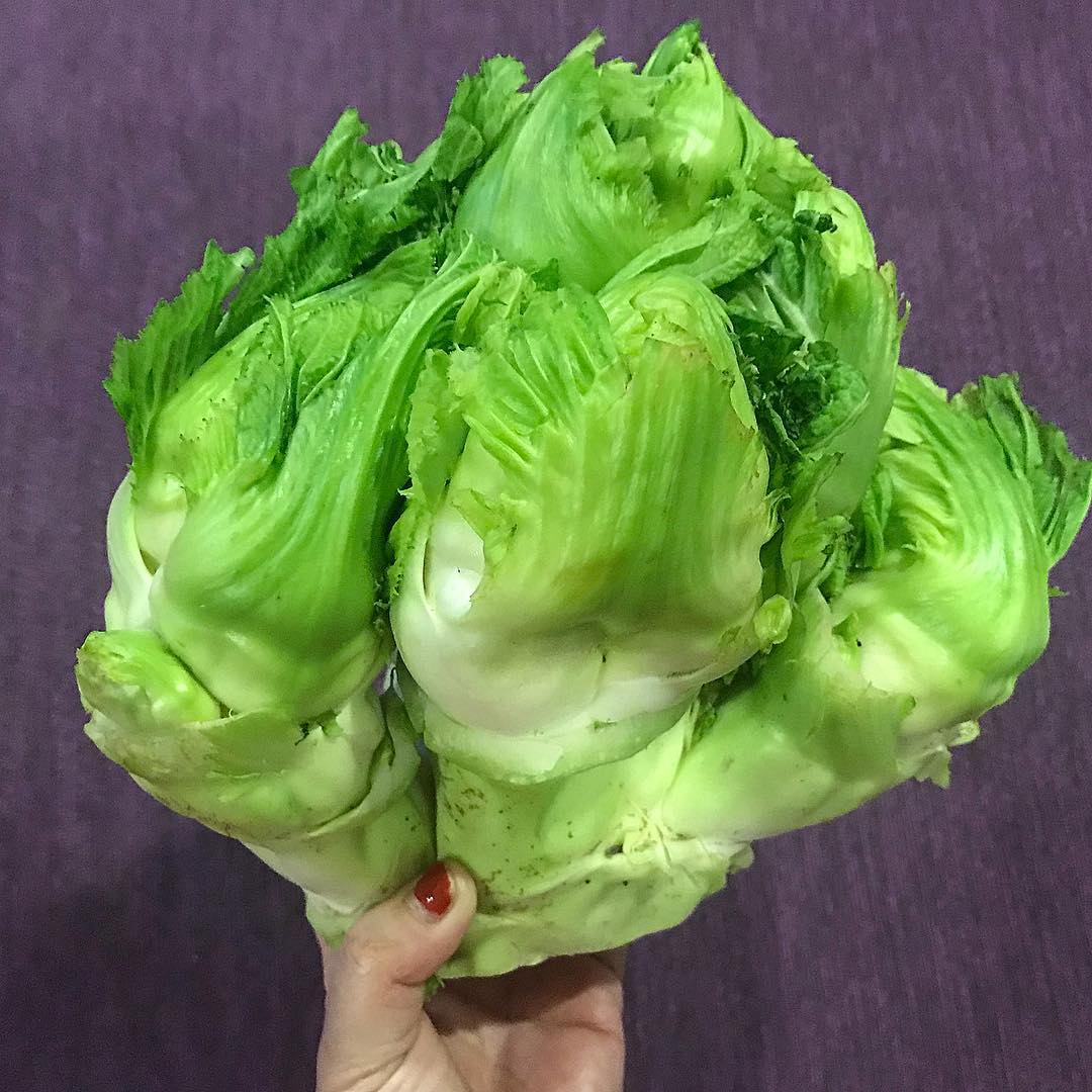 rau mầm đá tăng đề kháng y duoc thai nguyen