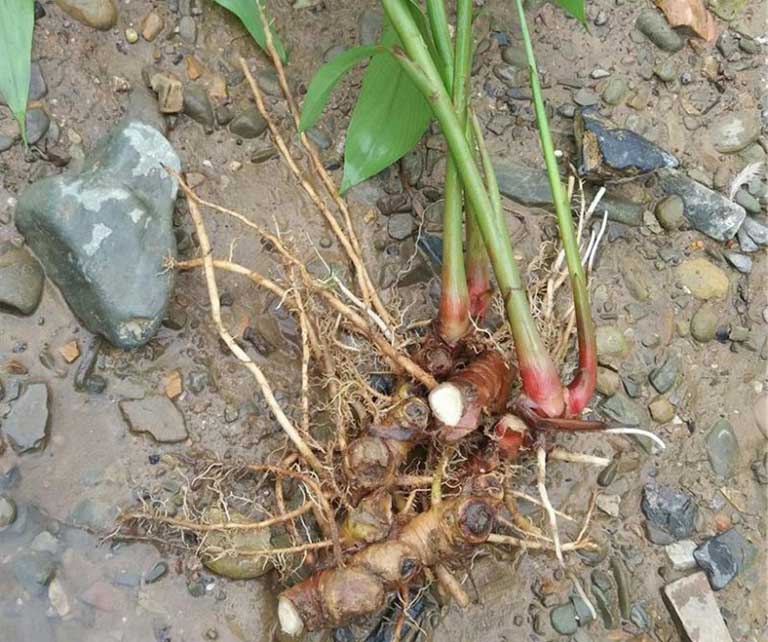 riềng chữa bệnh y duoc thai nguyen