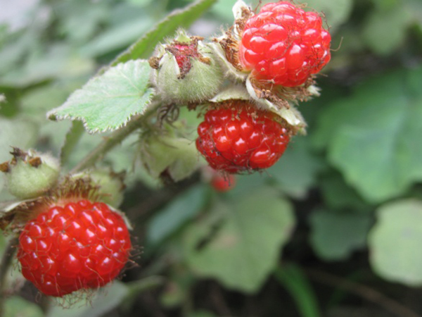 cây đùm đũm bổ gan y duoc thai nguyen