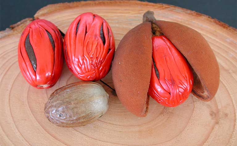 công dụng chữa bệnh của nhục đậu khấu y duoc thai nguyen