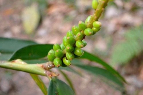 công dụng của ích trí nhân y duoc thai nguyen