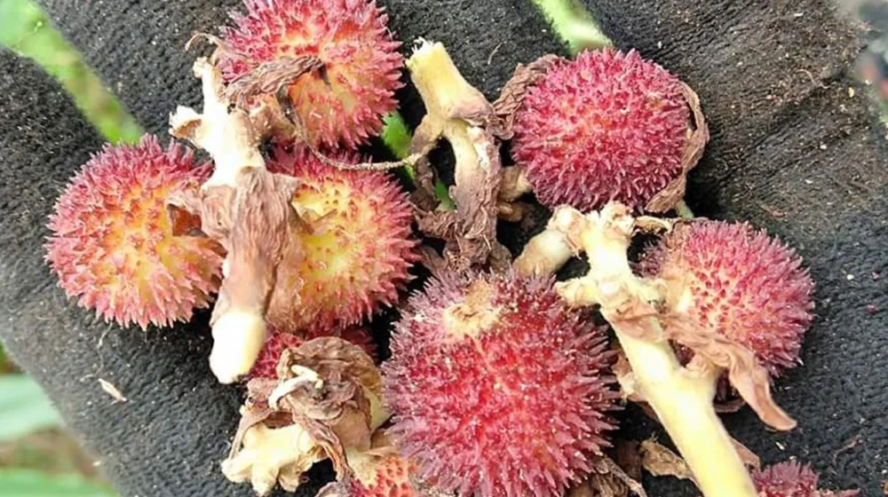 dương xuân sa chữa bệnh y duoc thai nguyen