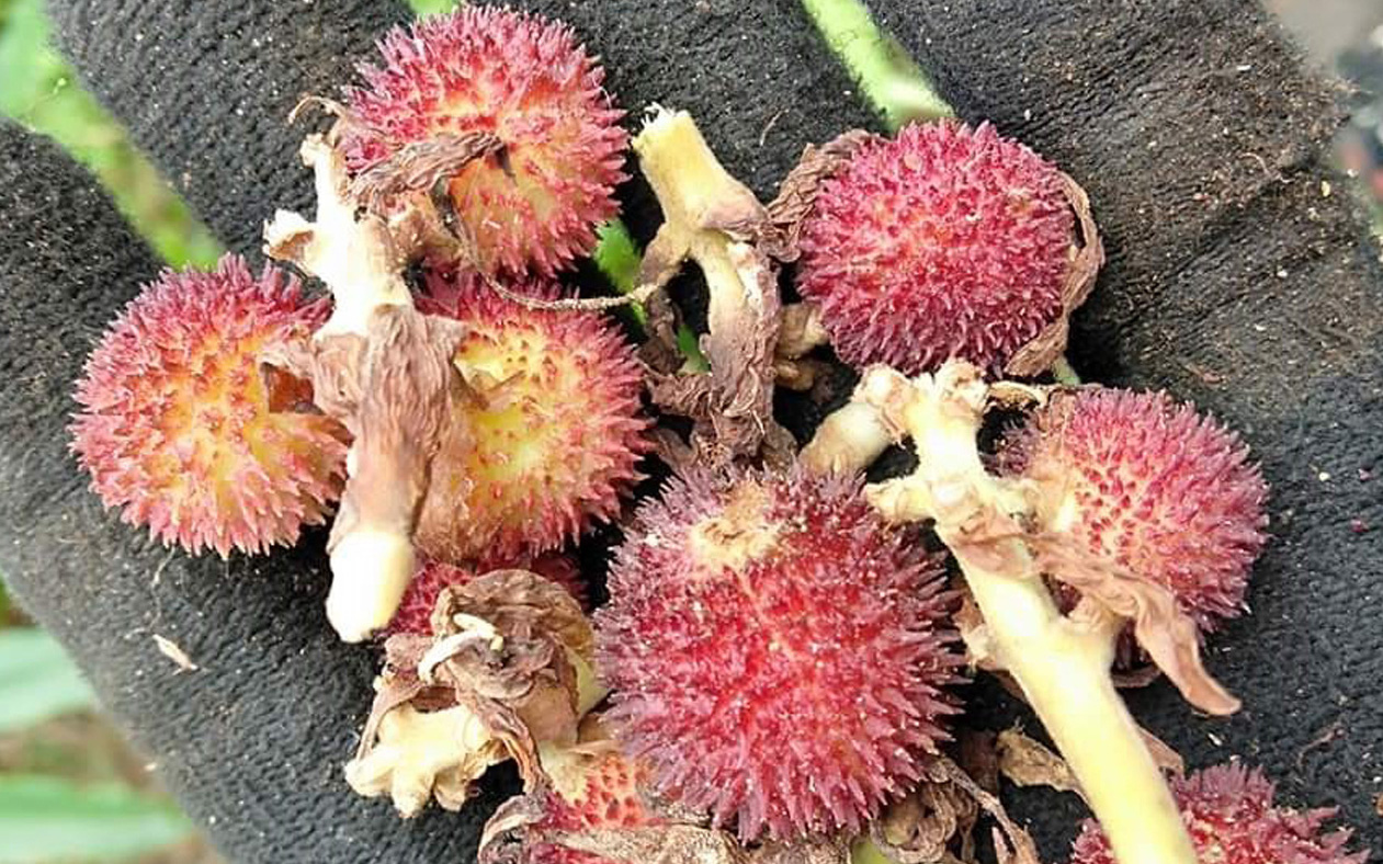 dương xuân sa chữa bệnh y duoc thai nguyen