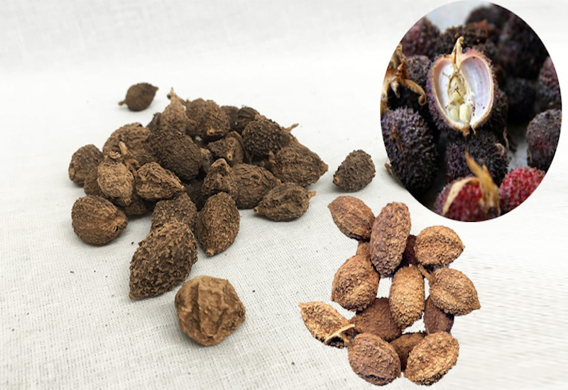 dương xuân sa làm thuốc y duoc thai nguyen