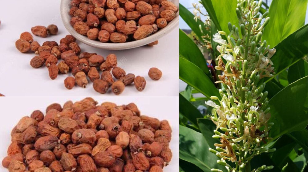 hồng đậu khấu chữa bệnh y duoc thai nguyen