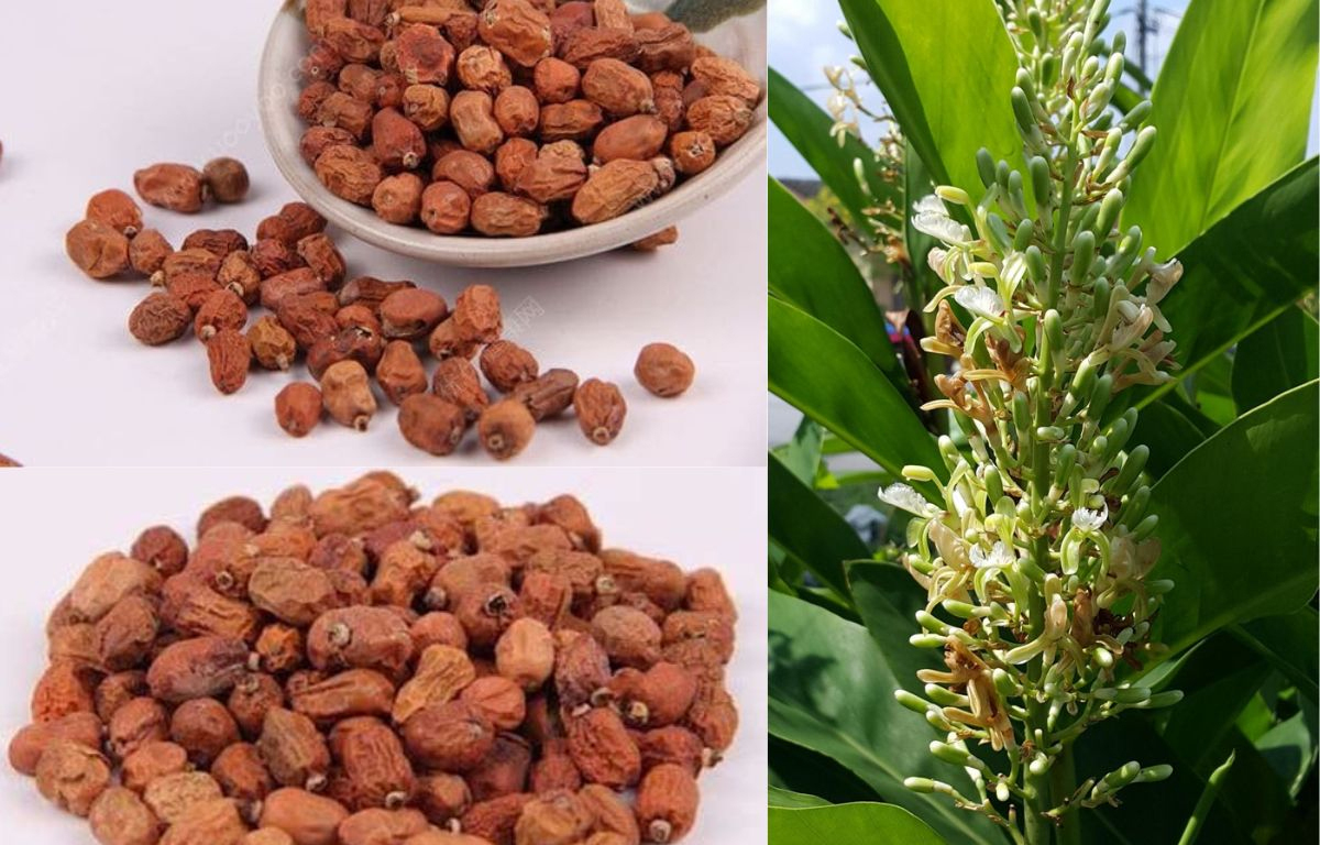 hồng đậu khấu chữa bệnh y duoc thai nguyen