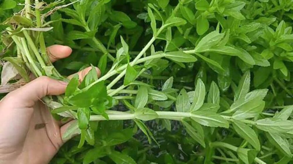 loại rau bổ gan y duoc thai nguyen