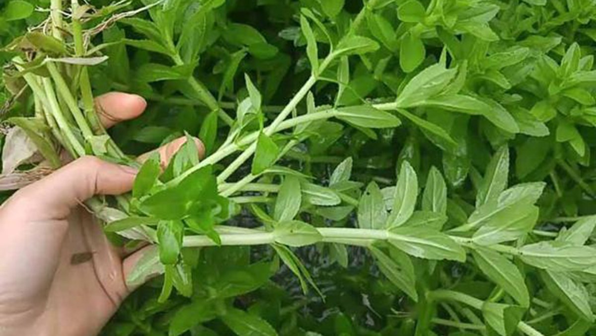 loại rau bổ gan y duoc thai nguyen