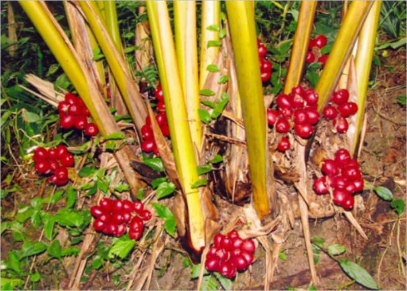 thảo đậu khấu làm thuốc y duoc thai nguyen