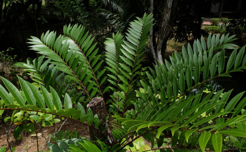 cây bách bệnh chữa bệnh y duoc thai nguyen