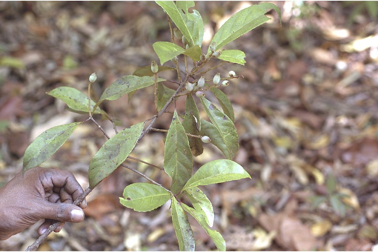 cây dung làm thuốc y duoc thai nguyen