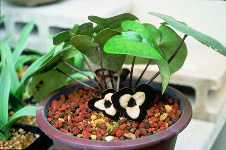 cây hoa tiên làm thuốc y duoc thai nguyen