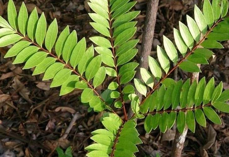 cây mật nhân cây bách bệnh tốt cho sinh lý nam y duoc thai nguyen