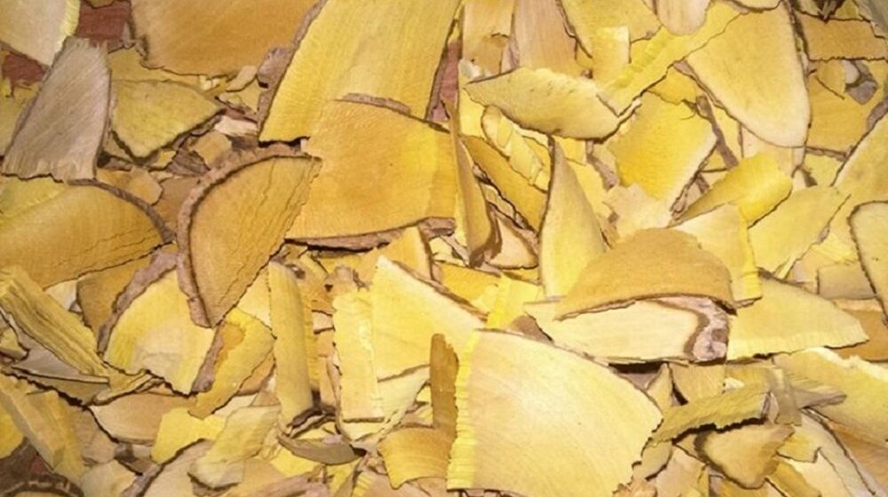 cây mật nhân cây bách bệnh tốt cho sinh lý nam y duoc thai nguyen